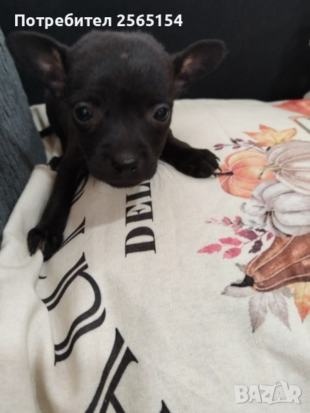 Пинчерчета момиченца, снимка 1