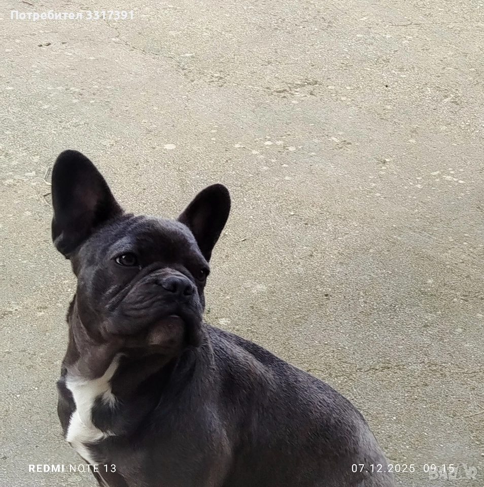 СПЕШНО два френски булдога, снимка 1