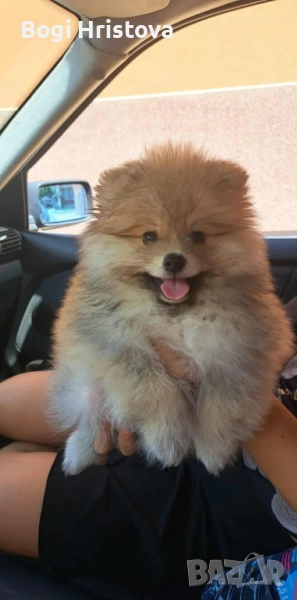 померан, снимка 1