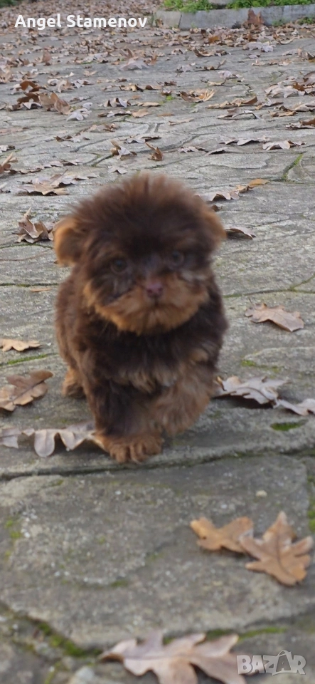 Йорки шоколадов цвят бивер ,супер мини размер момиченца!Доставка!, снимка 1