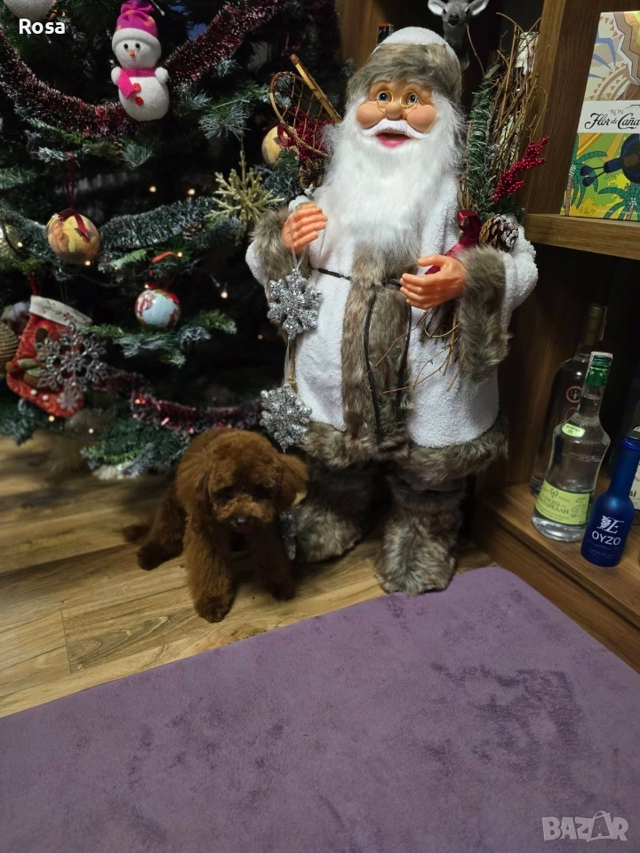 Продавам пудел той , снимка 1