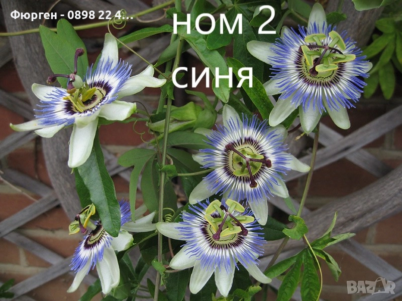 Пасифлора - Passiflora, снимка 1