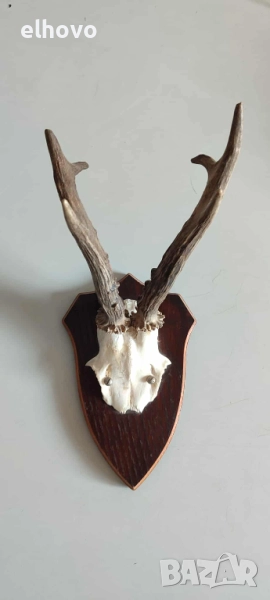 Еленови рога с череп#3, снимка 1