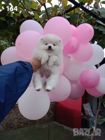 Бяло момиче. Померан., снимка 4 - Померан - 52655876