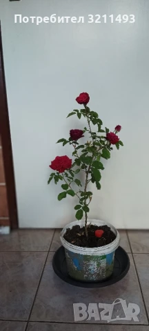 Продавам рози. Храстовидни, снимка 5 - Градински цветя и растения - 50595936