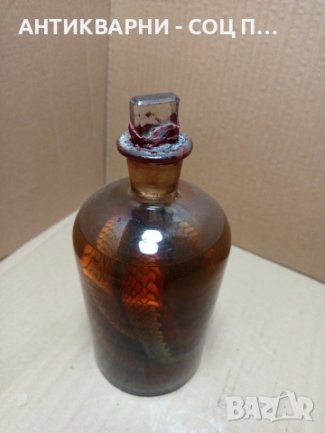 Стари Образователни Препарирани Змий В Стъклено Шише. 