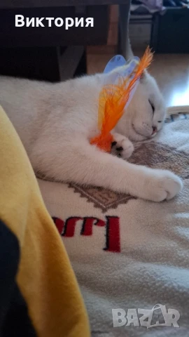 Котарак с порода клепоуха сребърна чинчила си търси женска , снимка 10 - Чинчили - 50580743