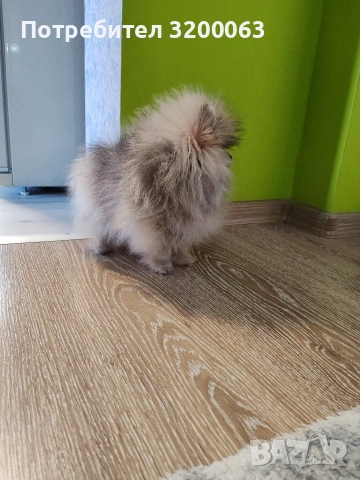 Померан мини померан , снимка 5 - Померан - 53054110