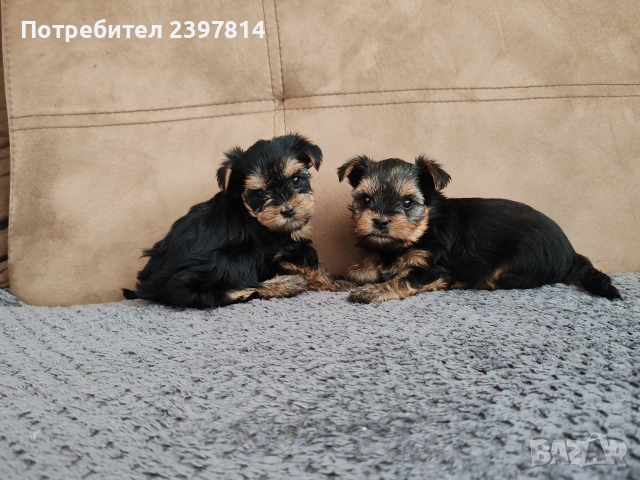 Йоркширски териер - женски , снимка 5 - Йоркширски териер - 53610267