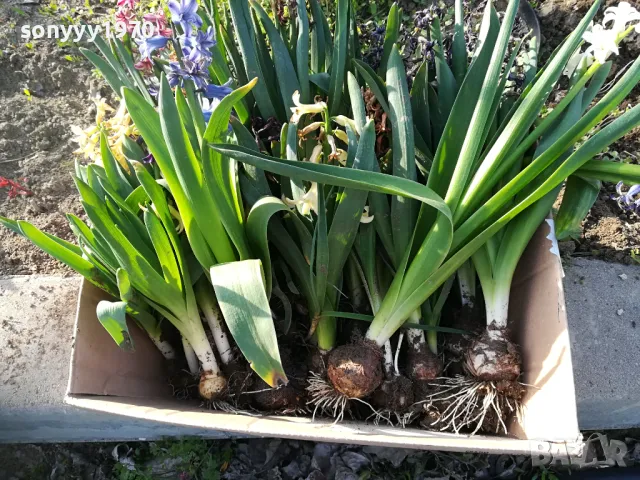 ЗЮМБЮЛИ В САКСИЯ С ПОЧВА 25ЛВ ЗА ЕДИН С ЛУКОВИЦА 1404250825, снимка 18 - Градински цветя и растения - 49886619