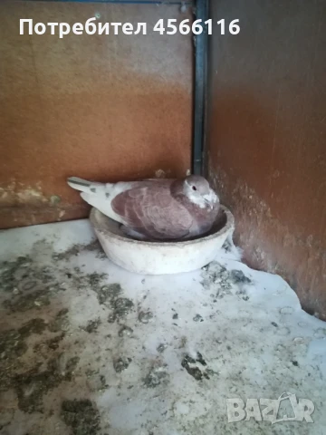 Стандартни пощенски гълъби ЦЕНА ЗА 1 ЧИФТ!, снимка 14 - Гълъби - 51382012