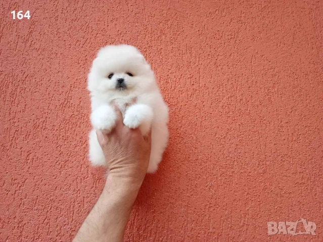 Бял мъжки Померан. Реални снимки от 21.04.2026 г. 