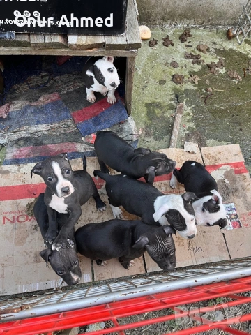 Питбули, снимка 3 - Питбул - 53784911