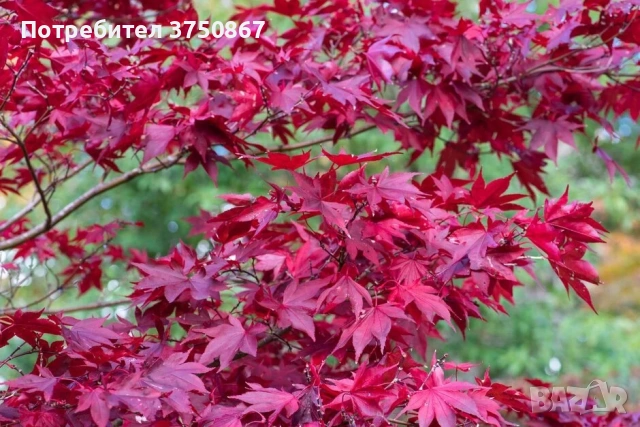 🌿💞🌱 Японски клен ‘Atropurpureum’ (Acer palmatum Atropurpureum)