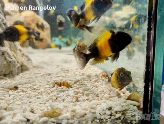 Африкански цихлиди / Трофеуси