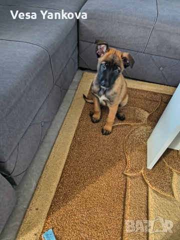 Куче Белгийска Офчарка Момче , снимка 2 - Белгийска овчарка - 52827857