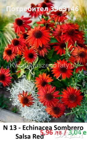 ГРАДИНСКИ Многогодишни Цветя., снимка 3 - Градински цветя и растения - 51078764