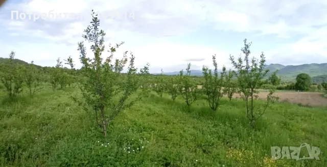 Овощни градини био- сливи до Правец, снимка 3 - Земеделска земя - 50220274