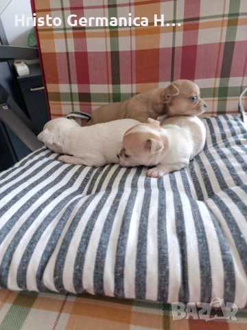 мини чихуахуа, снимка 7 - Чихуахуа - 54158024