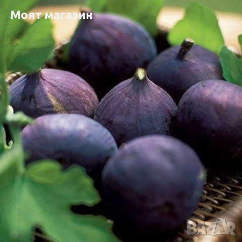 Смокиня сорт Бурса