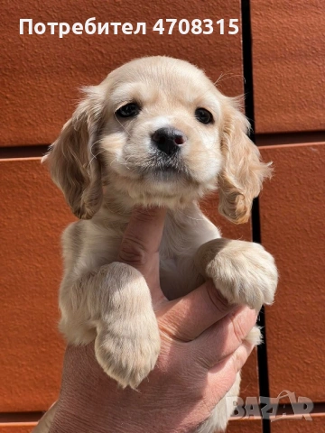 Кокер шпаньол игриво момче ваксина, снимка 8 - Кокер шпаньол - 54226067