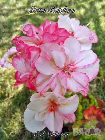 Сортови мушката, снимка 6 - Стайни растения - 51434640