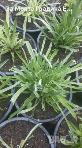 Еделвайс , снимка 7 - Градински цветя и растения - 54019896