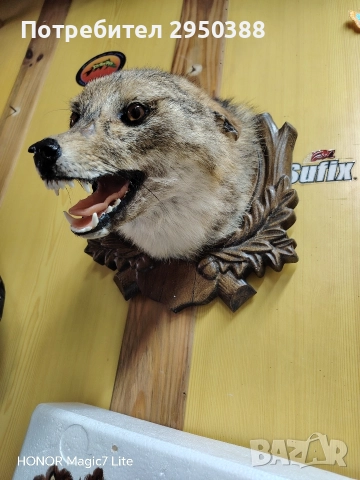 препариран чакал, снимка 2 - Други животни - 52915751