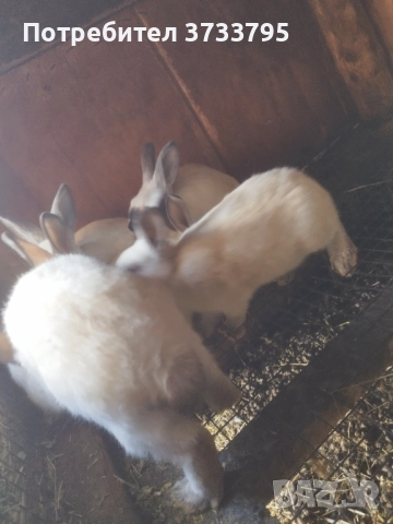 Калифорнийчета, снимка 3 - Други - 52656232