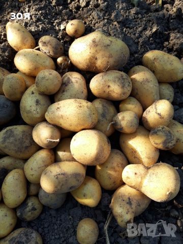 Домашни картофи(не са третирани), снимка 1 - Домашни продукти - 46270019