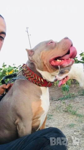 Американско Були XL, снимка 10 - Американски стафордширски териер - 53671438