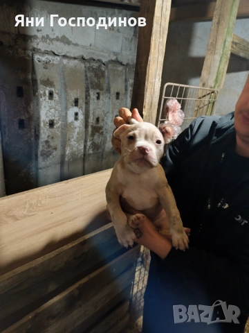 American bully , снимка 4 - Американски стафордширски териер - 54038944