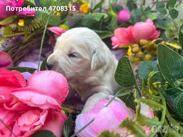 Голдън ретривър игрив мъник , снимка 6 - Голдън ретривър - 54173947