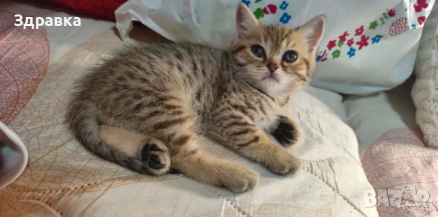 Британски късокосмести котенца