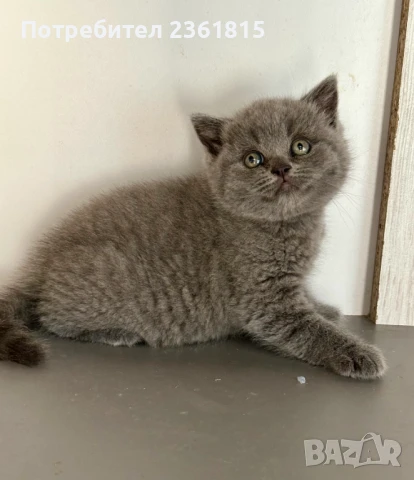 Чистокръвно мъжко синьо британче, снимка 8 - Британска късокосместа - 51088371