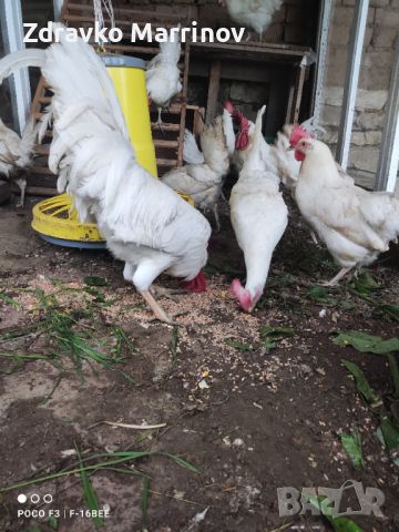Разплодни яйца Бял Легхорн , снимка 3 - Кокошки и пуйки - 45645915