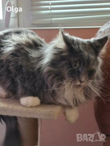 Мъжко котенце от породата Мейн Куун, снимка 5 - Мейн кун - 53637287