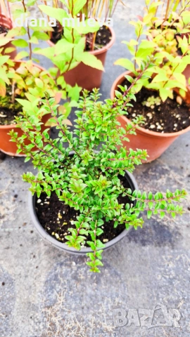 Промо пакет от 6 бр студоустойчиви растения, снимка 9 - Градински цветя и растения - 52111446