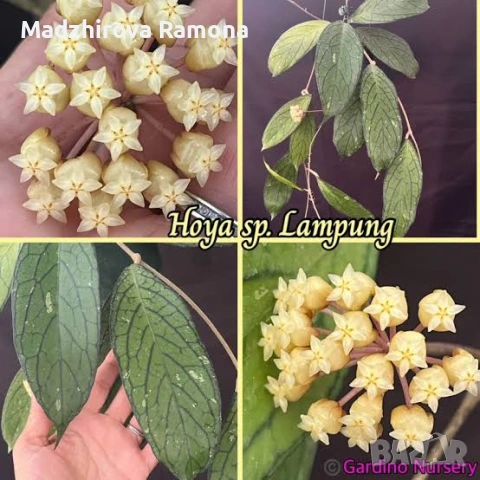 Хоя. Hoya Sp.Lampung 