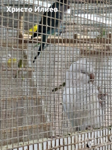 Парот център -Бургас .Купувам монашески папагали , снимка 5 - Папагали - 53654367