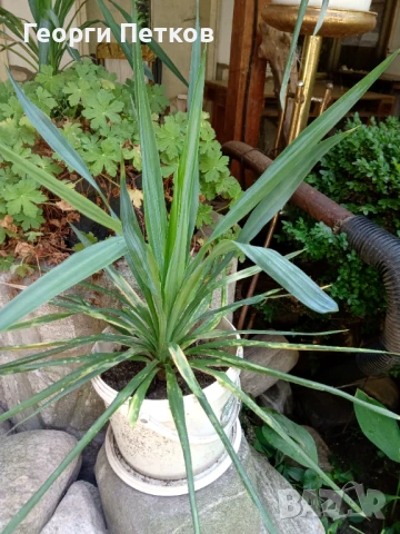 Палма Юка-студоустойчива,дворна-60-70см., снимка 7 - Градински цветя и растения - 51234539
