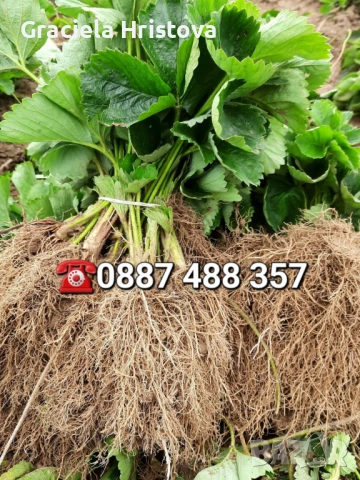 Продавам разсад ягоди , снимка 5 - Градински цветя и растения - 53619864