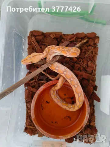 Мрежест Питон / Python reticulatus, снимка 5 - Змии - 42661689