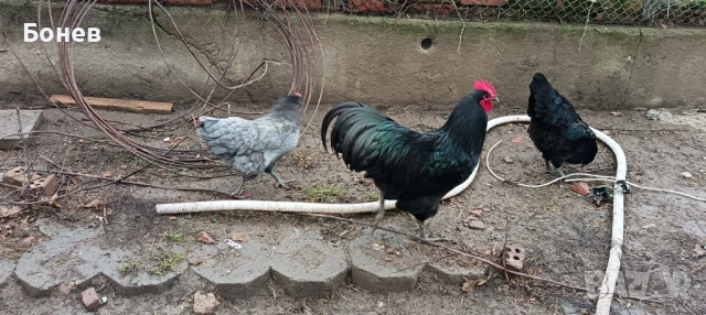 Петли Австролорп, снимка 13 - Кокошки и пуйки - 52185791