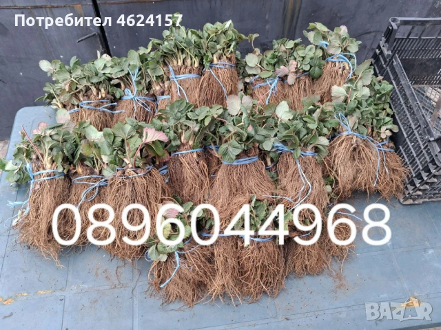 Продавам разсад ягоди, снимка 2 - Сортови семена и луковици - 54183157