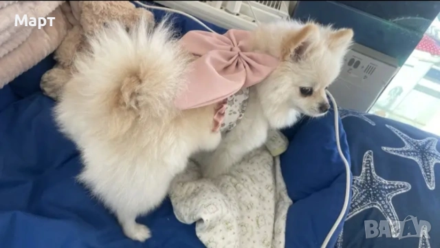 Рокля за куче с нагръдник и каишка Йорки Шпиц Померан Териер, снимка 8 - За кучета - 53233376