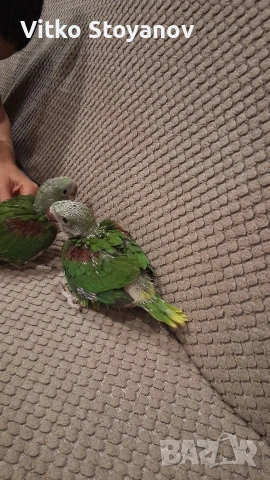 Ръчнохранени Големи Александри, снимка 5 - Папагали - 54096018