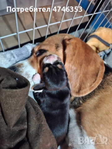 Бигъл, снимка 6 - Бигъл - 53593128