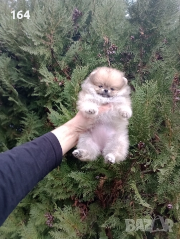 Женски Померани. Реални снимки от 07.12.25 г. , снимка 8 - Померан - 52556595