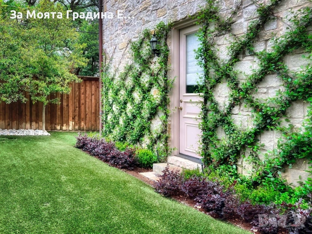 Бръшлян , снимка 2 - Градински цветя и растения - 53624027